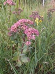 Hylotelephium telephium