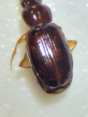 Trechus obtusus
