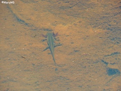Ambystoma velasci