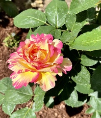 Rosa