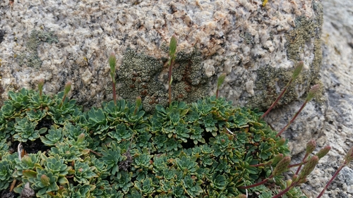 Petrophytum caespitosum ssp. acuminatum