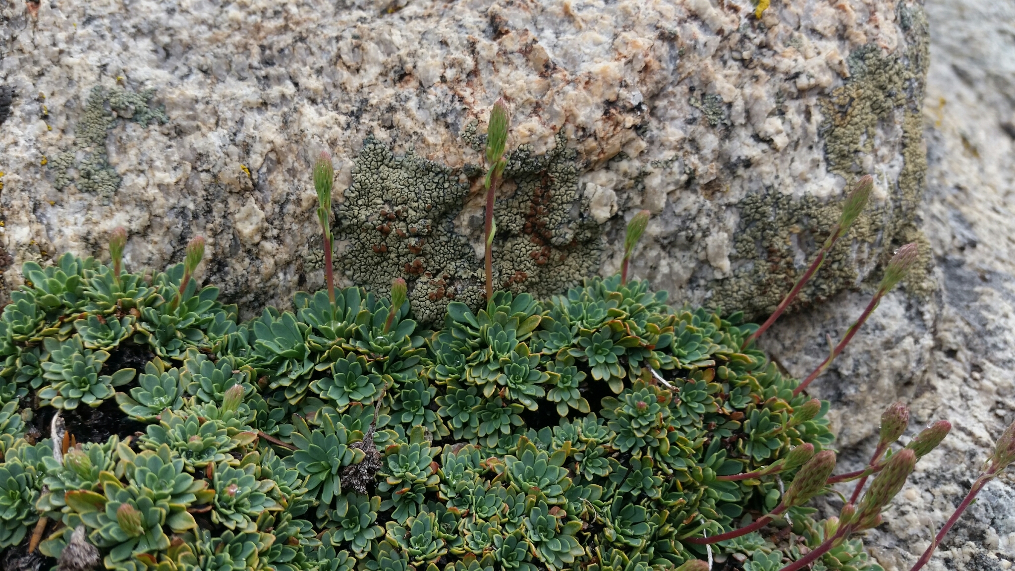 Petrophytum caespitosum ssp. acuminatum