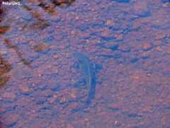 Ambystoma velasci