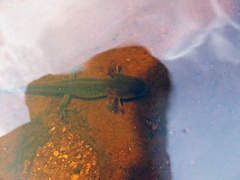 Ambystoma velasci