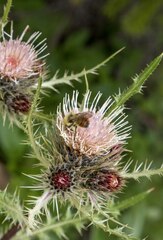Cirsium osterhoutii