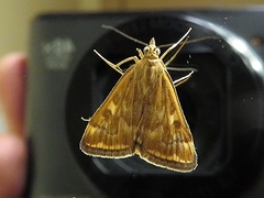 Loxostege munroealis