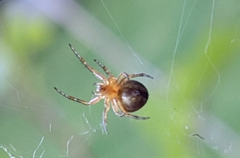 Araneus diadematus