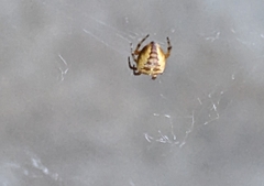 Araneus diadematus