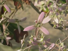 Congea tomentosa
