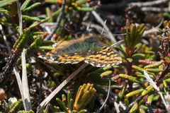 Boloria polaris