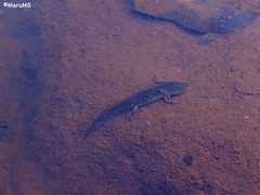 Ambystoma velasci