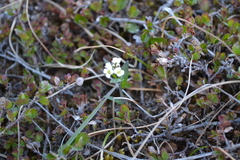 Eutrema edwardsii