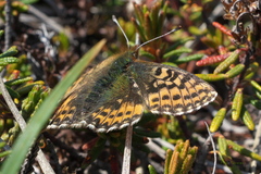 Boloria polaris