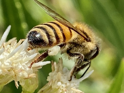 iNaturalist observation photo of Western Honey Bee