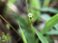 Androsace occidentalis