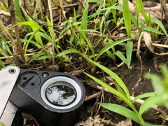 Androsace occidentalis