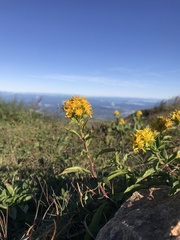 Solidago leiocarpa