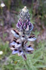 Lupinus pratensis pratensis