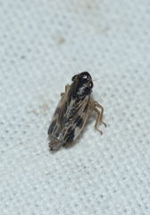 Evacanthus acuminatus