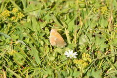 Coenonympha tullia caeca