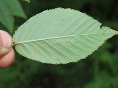 Stigmella lemniscella
