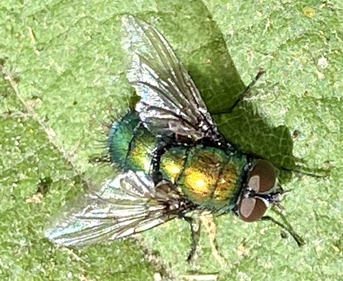 iNaturalist observation photo of Greenbottle Flies