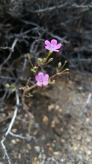 Gilia cana ssp. cana