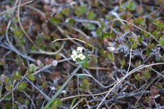 Eutrema edwardsii