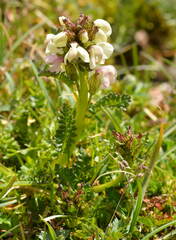 Pedicularis rhinanthoides