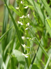 Platanthera dilatata albiflora