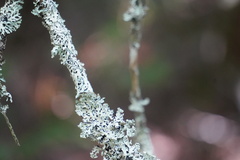 Hypogymnia incurvoides