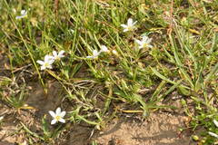 Eremogone griffithii