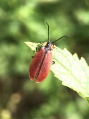 Lycus sanguinipennis