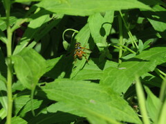 Meromacrus gloriosus