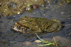 Rhinella limensis