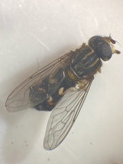 Anasimyia contracta