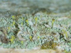 Chaenotheca chlorella