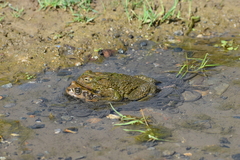 Rhinella limensis