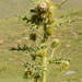 Cirsium straminispinum - Photo (c) Pavel Gorbunov, some rights reserved (CC BY-NC), uploaded by Pavel Gorbunov