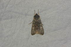 Cucullia maracandica