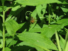 Meromacrus gloriosus