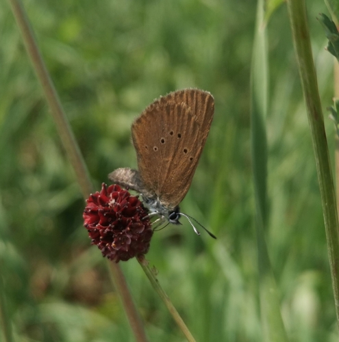 Phengaris nausithous