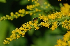 Hylaeus mesillae cressoni