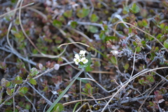 Eutrema edwardsii