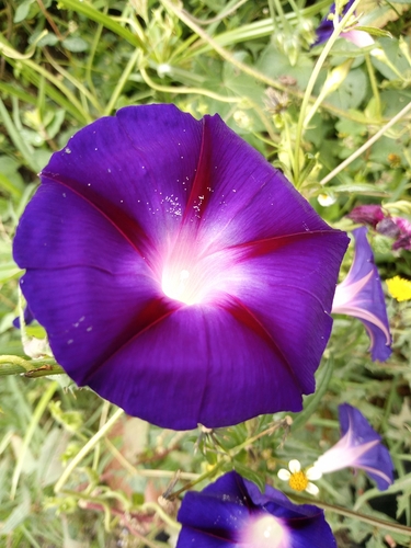 common morning-glory