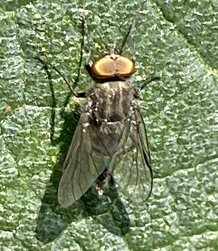 iNaturalist observation photo of Horse and Deer Flies