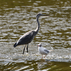 Ardea cinerea