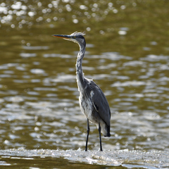 Ardea cinerea