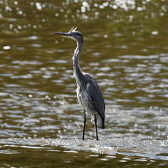 Ardea cinerea