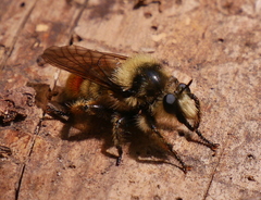 Laphria fernaldi